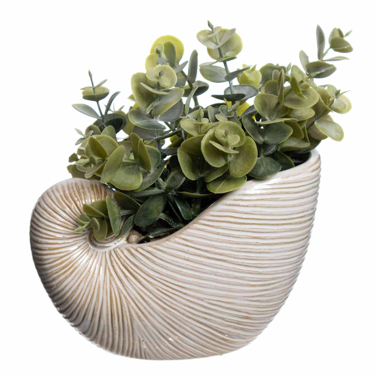 Eucalyptus In Ceramic Shell Pot 7.5"
