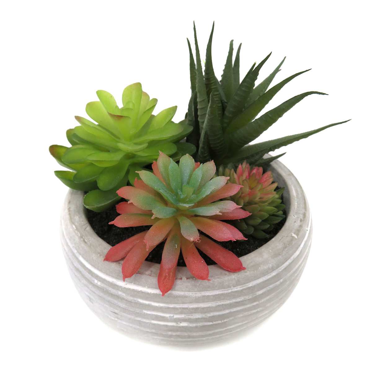 Mixed Succulent In Pot 5.5"