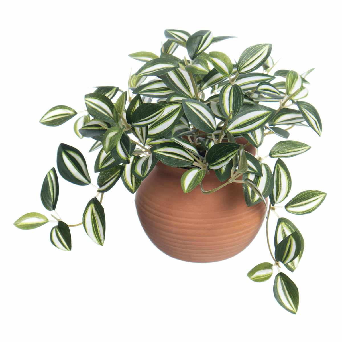 Wandering Jew In Pot 7"